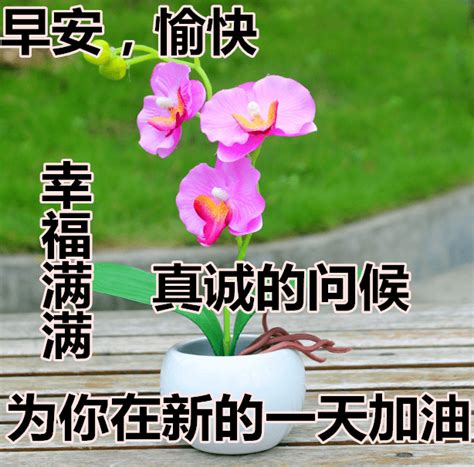 院子里种梅树旺宅又旺运是真的吗,第3张 院子里种梅树旺宅又旺运是真的吗,第3张